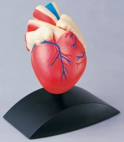 Anatomisk modell Hjärta 1:1