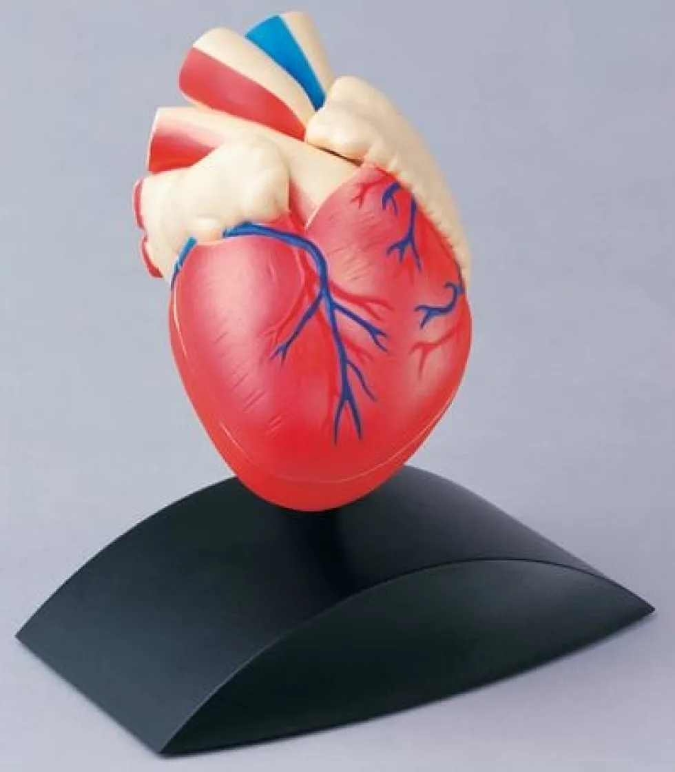 Anatomisk modell Hjärta 1:1