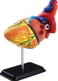 Anatomisk modell Hjärta 14 cm