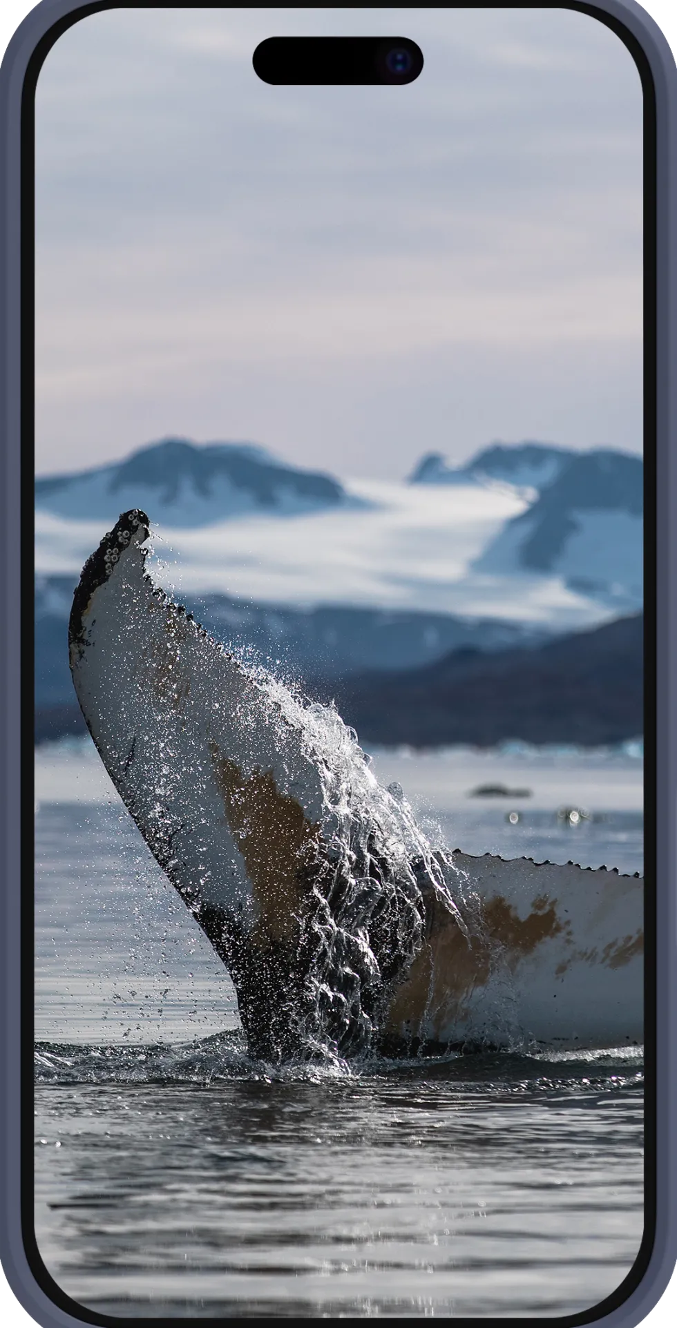 Greenland - iPhone 16 - Pacific Blue