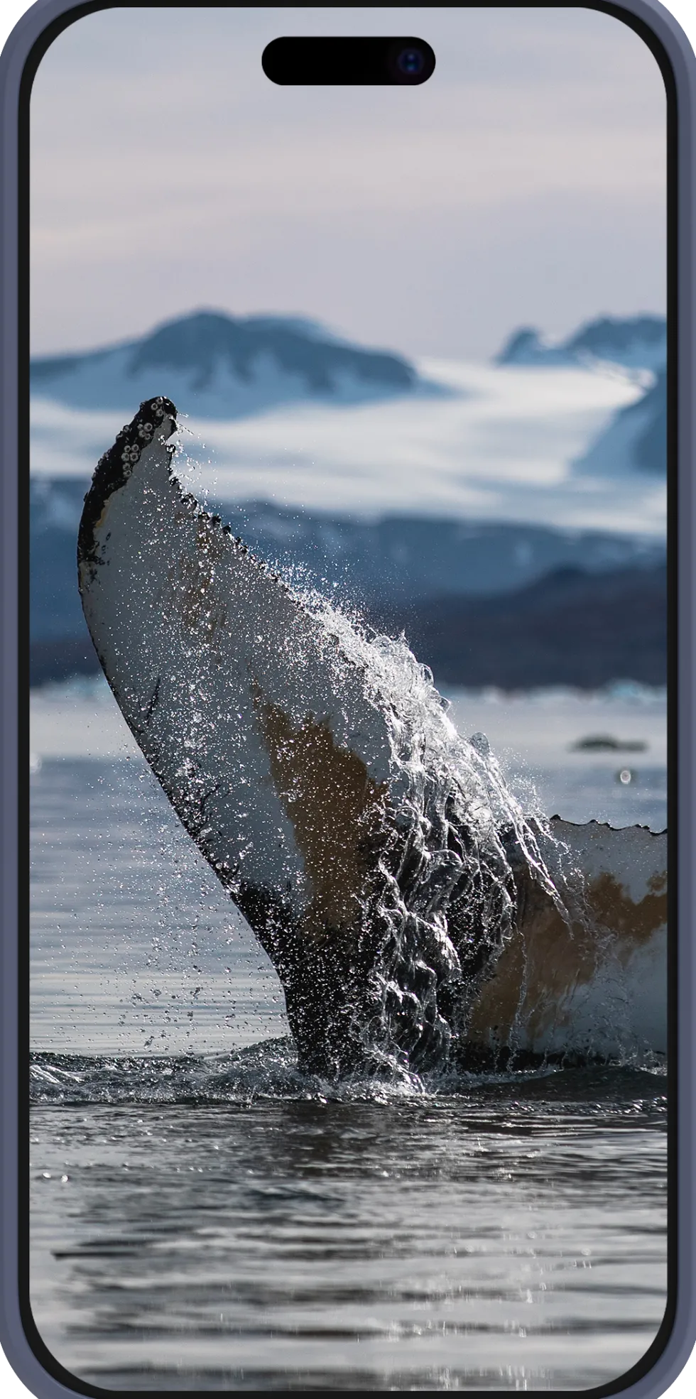 Greenland Pro MS - iPhone 16 - Pacific Blue