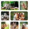 Herma stickers Decor skogens favoriter (3)