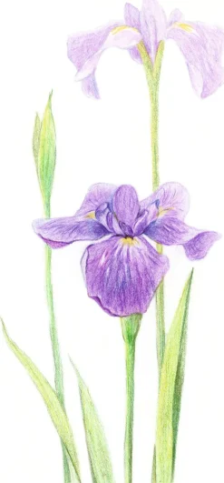 Tombow pencil Irojiten iris violet