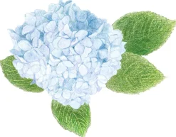 Tombow pencil Irojiten jay blue
