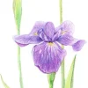 Tombow pencil Irojiten maple sugar